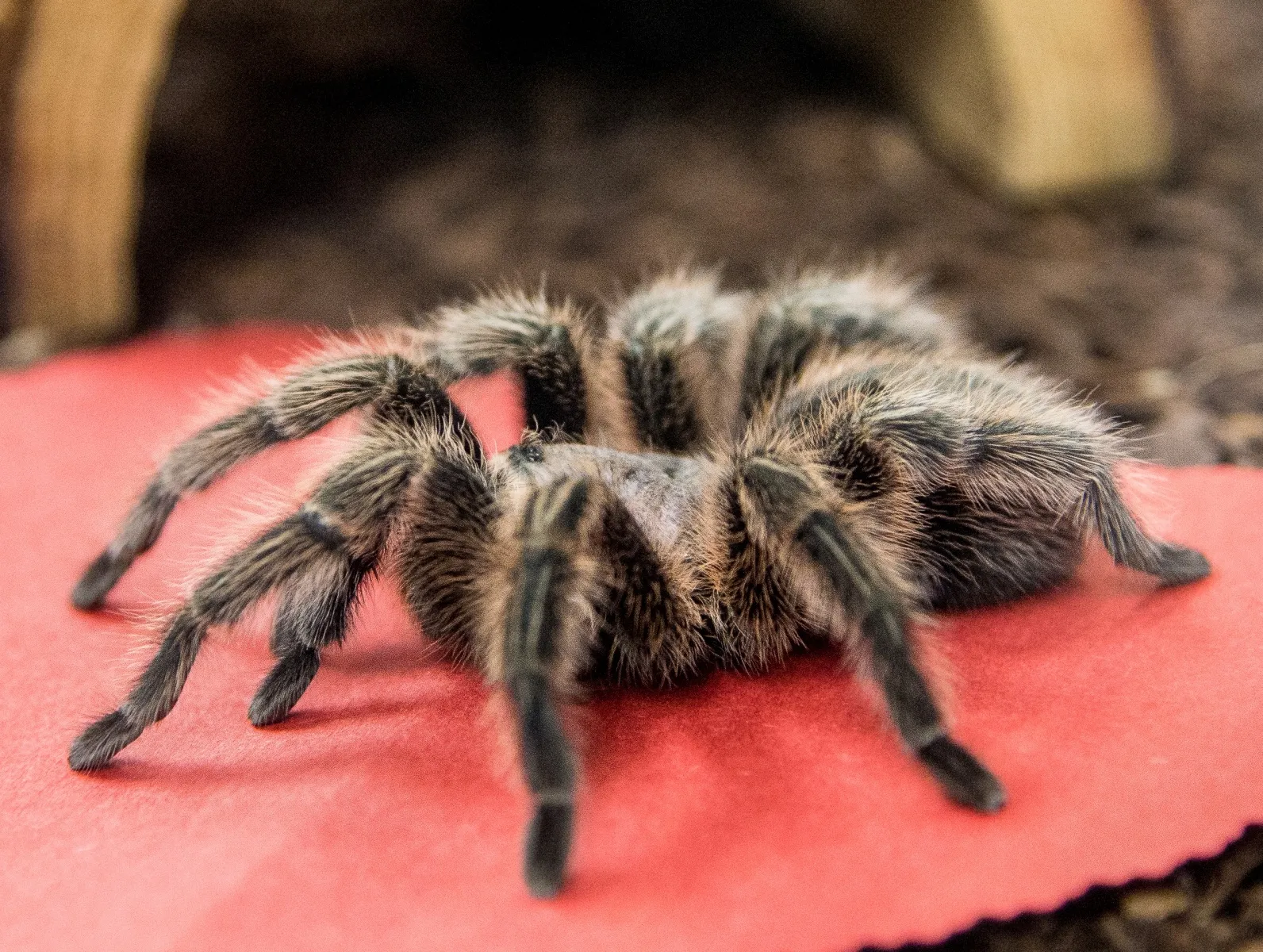 /img/19557-tarantula-types.webp
