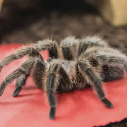 /img/19557-tarantula-types.webp