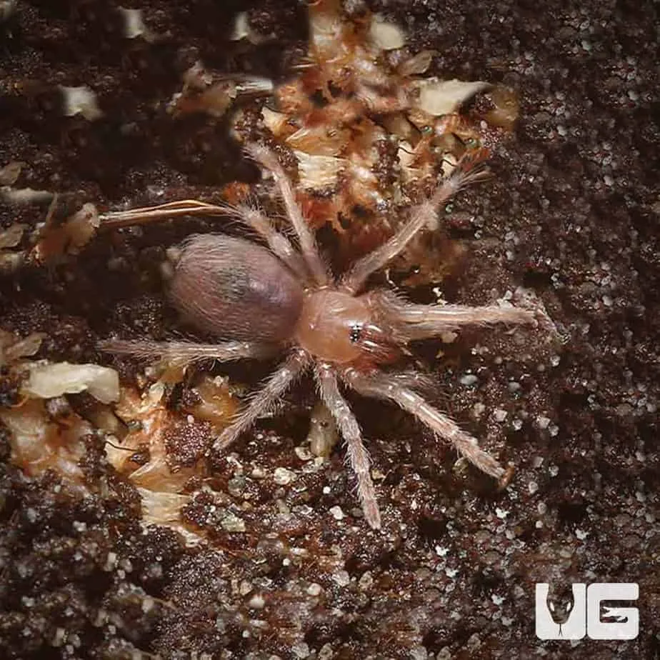 19558 identifying tarantula ganjagold