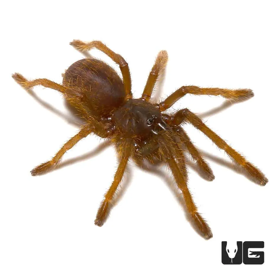 19558 tarantula ganjagold enclosure