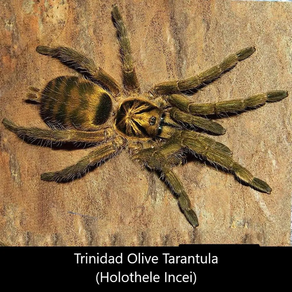 /img/19558-tarantula-ganjagold-health.webp