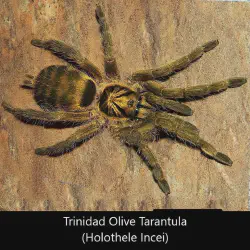 /img/19558-tarantula-ganjagold-health.webp