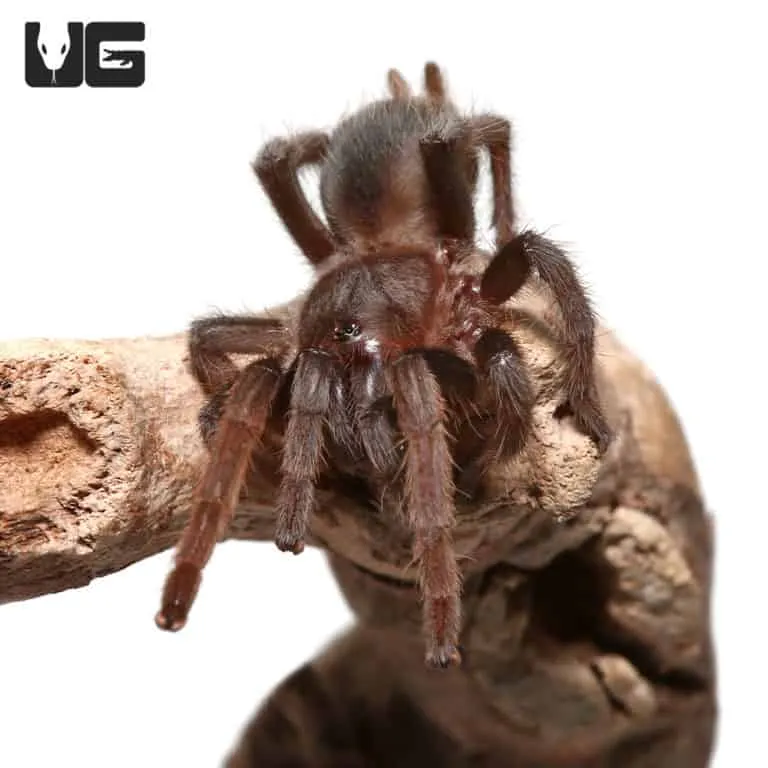 19558 tarantula ganjagold overview