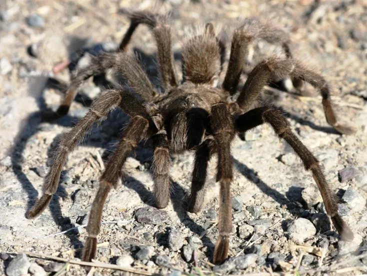 19559 tarantula enclosure