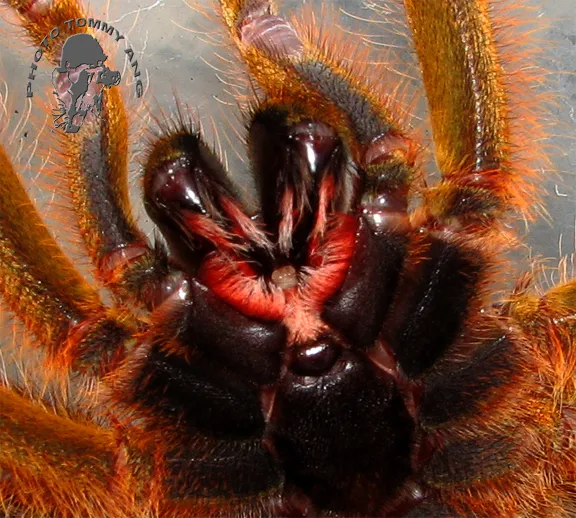 19559 tarantula habitat