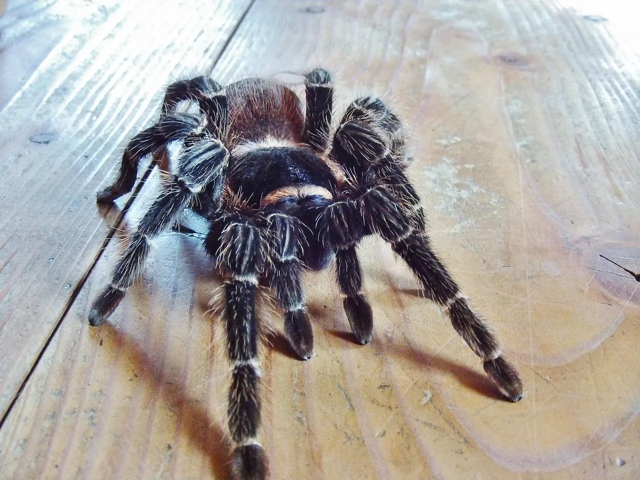 /img/19559-tarantula-molting.webp