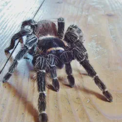 /img/19559-tarantula-molting.webp