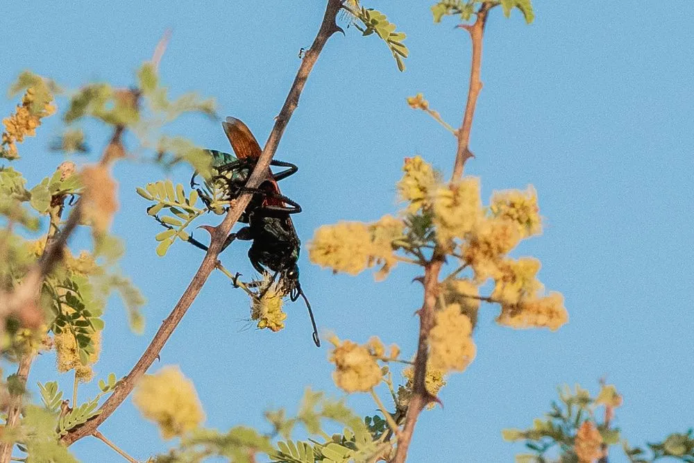 19561 tarantula hawk south texas 3