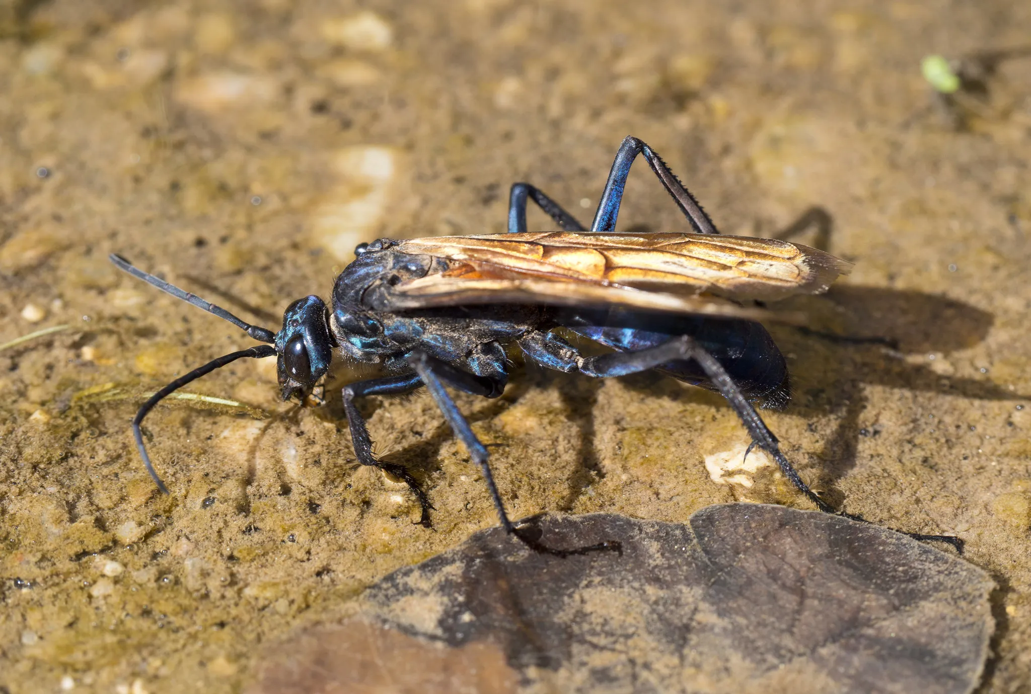 19561 tarantula hawk south texas 4