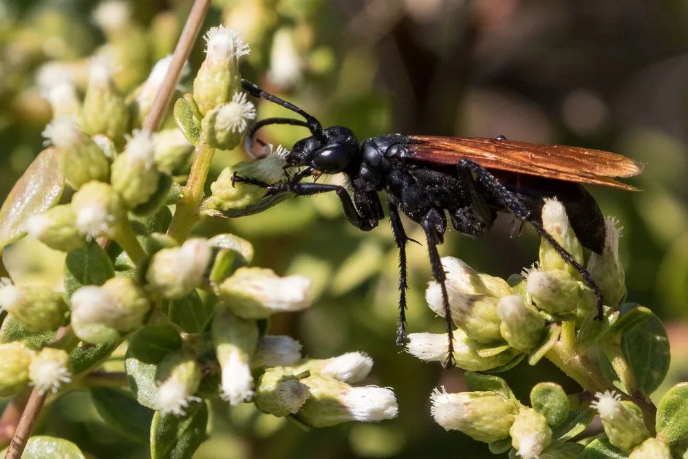 19561 tarantula hawk south texas 5