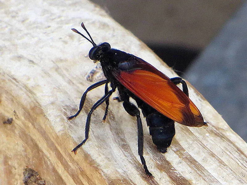19561 tarantula hawk south texas 6