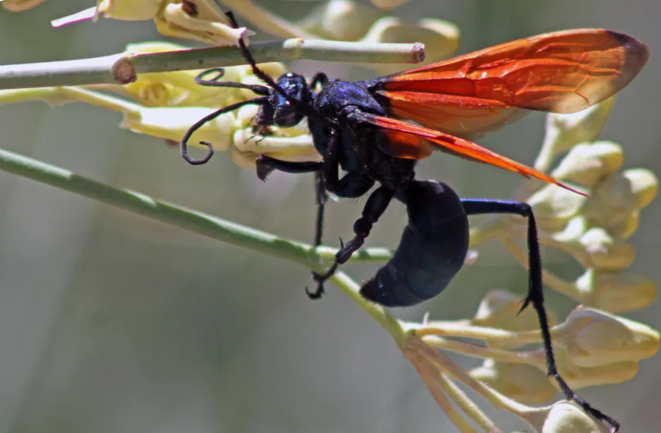 19561 tarantula hawk south texas 7