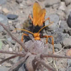 /img/19561-tarantula-hawk-south-texas-8.webp