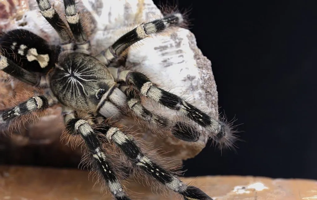 19562 brazilian black tarantula