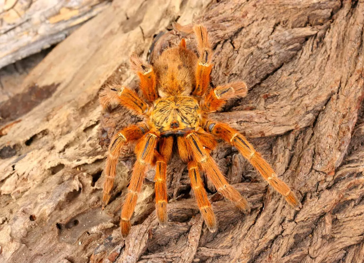 19562 cobalt blue tarantula