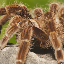 /img/19562-tarantula-feeding.webp