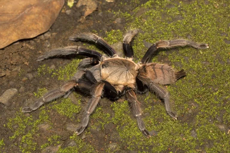 19562 tarantula habitat