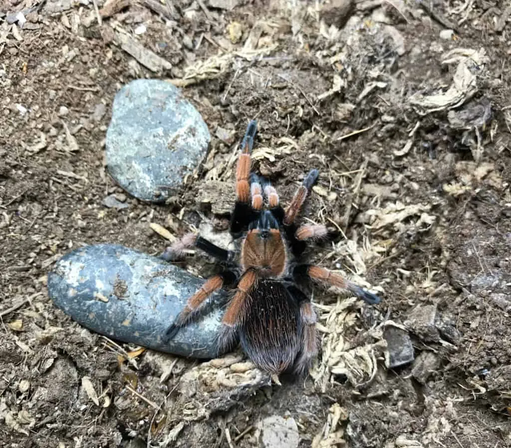 19562 tarantula handling