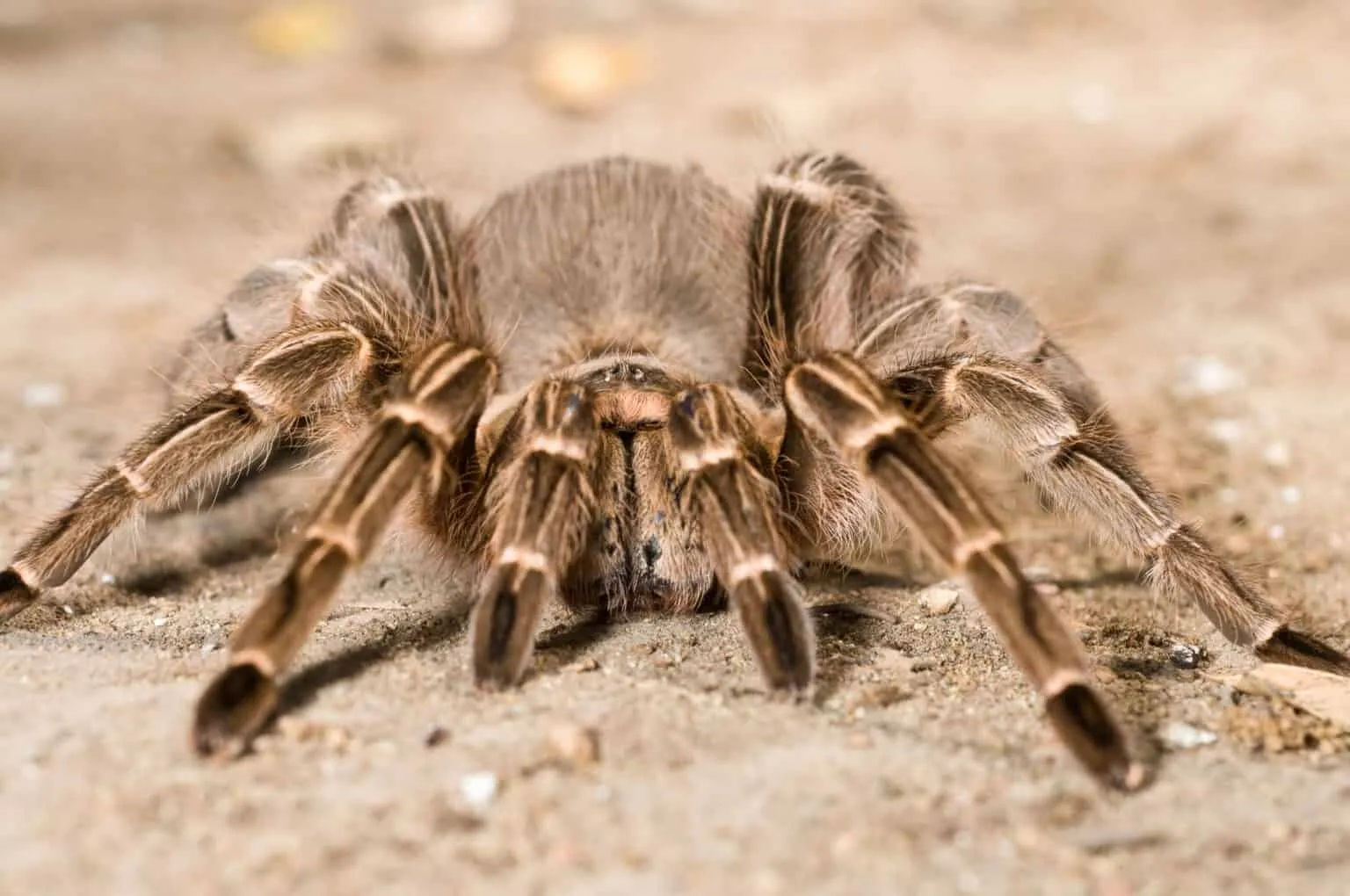 19563 cultural significance tarantula