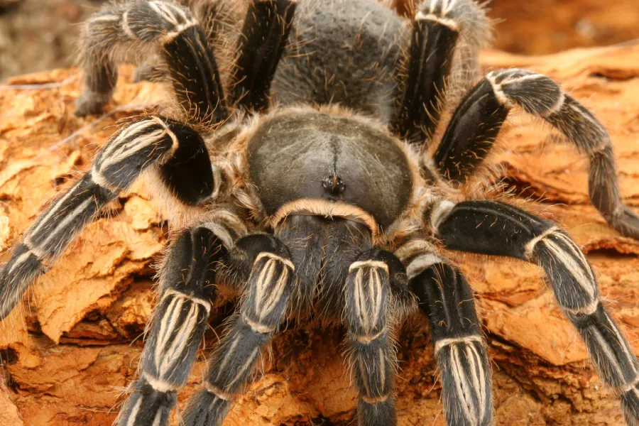 /img/19563-tarantula-allergy-risks.webp