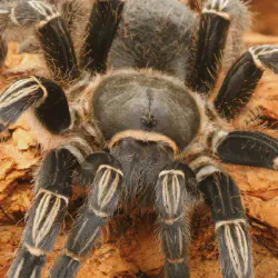 /img/19563-tarantula-allergy-risks.webp