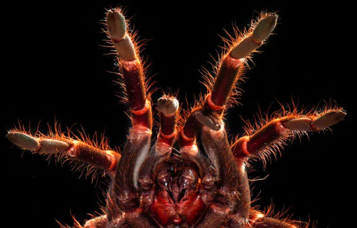 19564 tarantula bite treatment