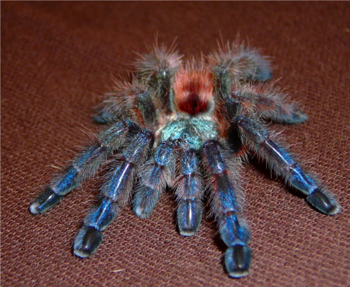 19564 tarantula handling