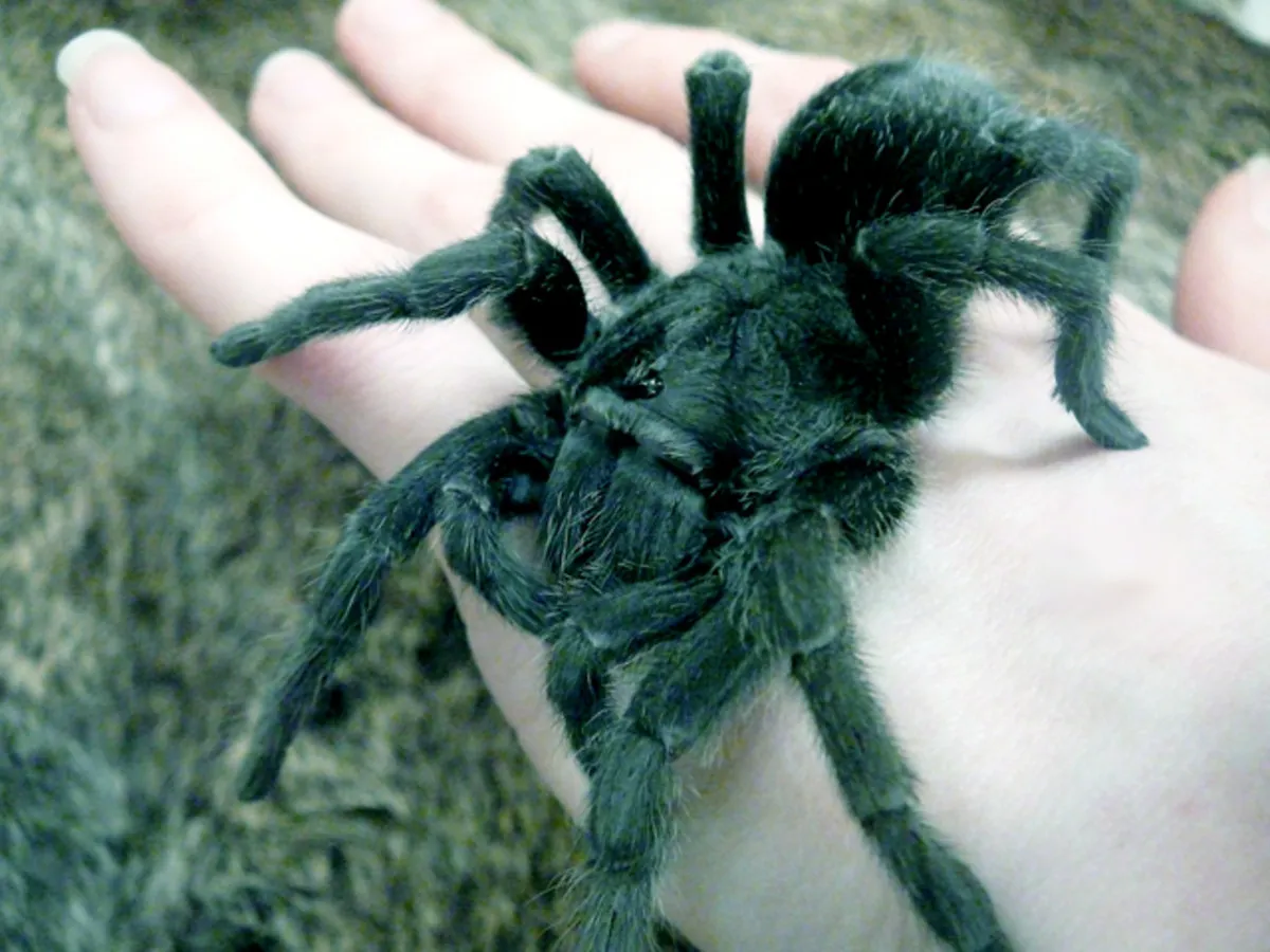 /img/19564-tarantula-myths.webp