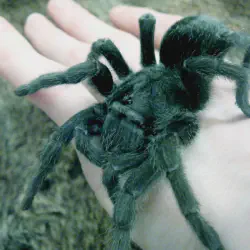 /img/19564-tarantula-myths.webp