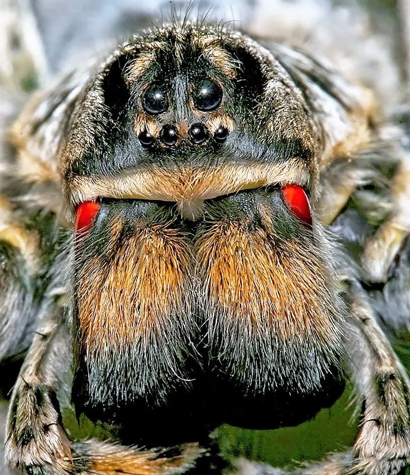 19565 brazilian rainbow tarantula