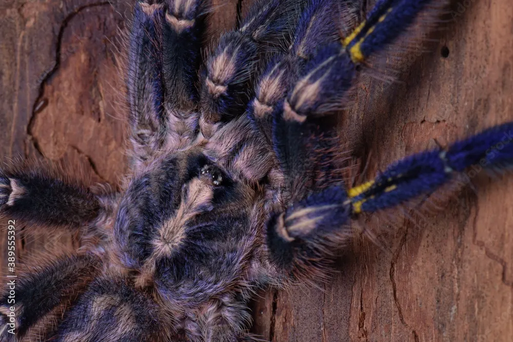 19565 gooty sapphire tarantula