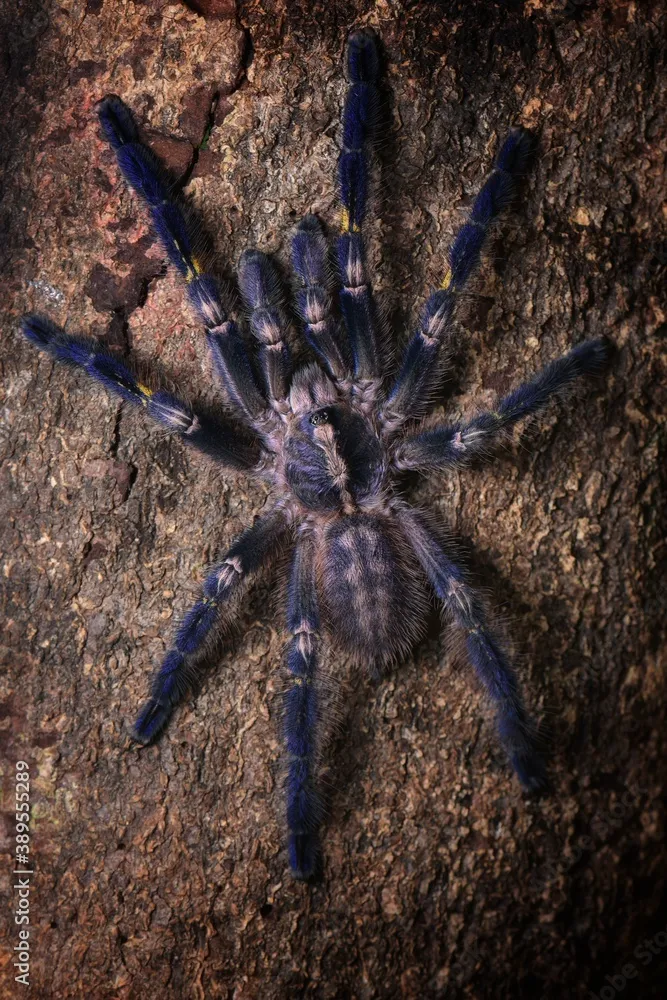19565 pink zebra tarantula