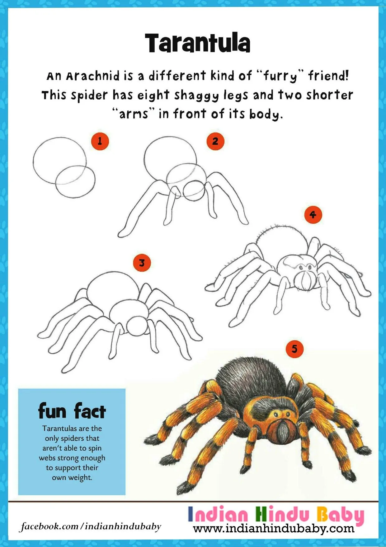 19567 tarantula drawing body
