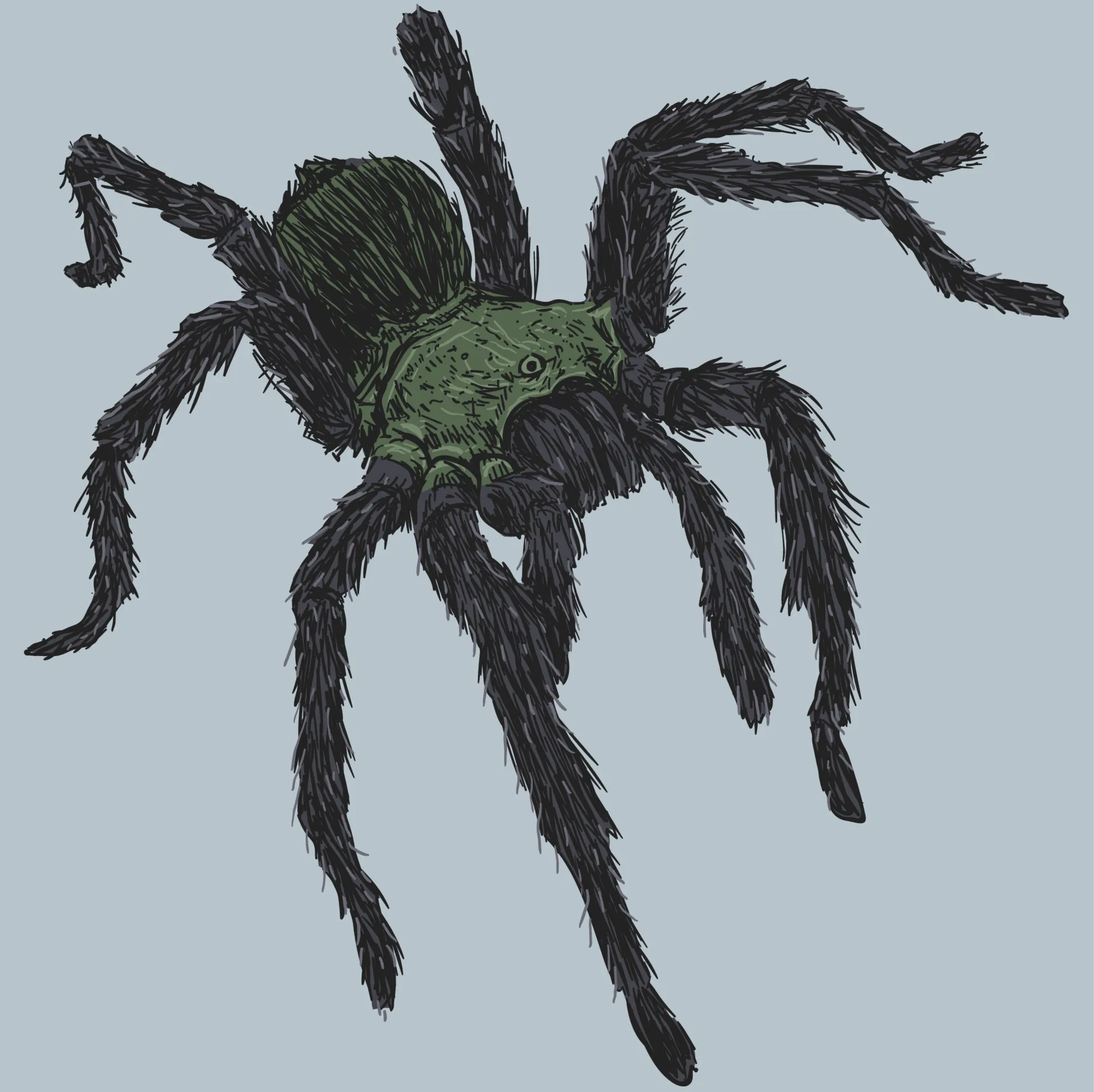 /img/19567-tarantula-drawing-color.webp