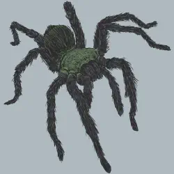/img/19567-tarantula-drawing-color.webp