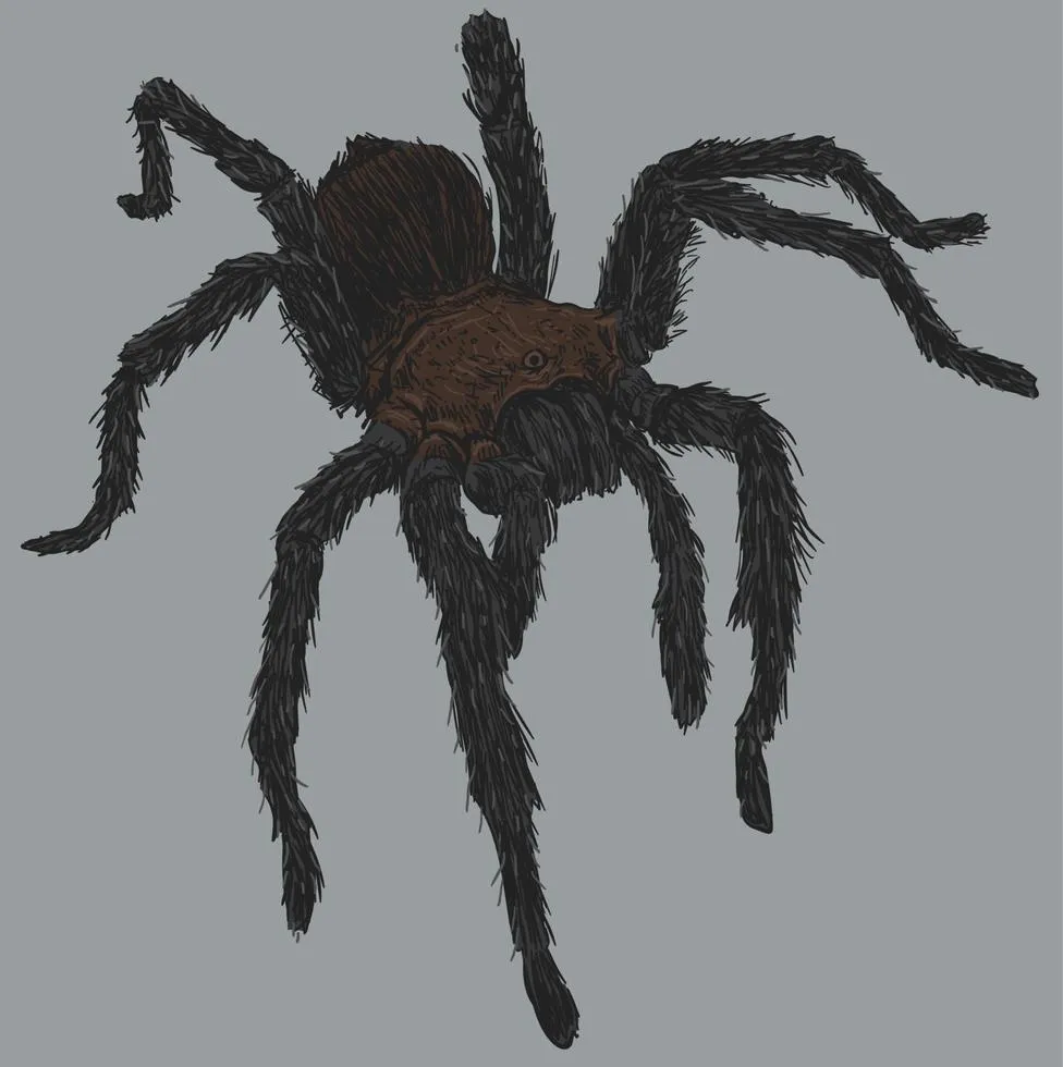 19567 tarantula drawing details