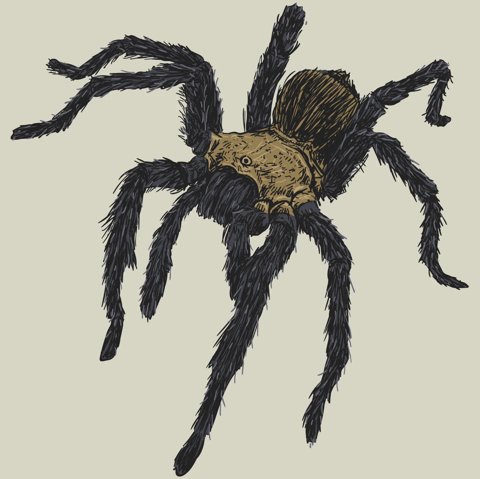 19567 tarantula drawing final