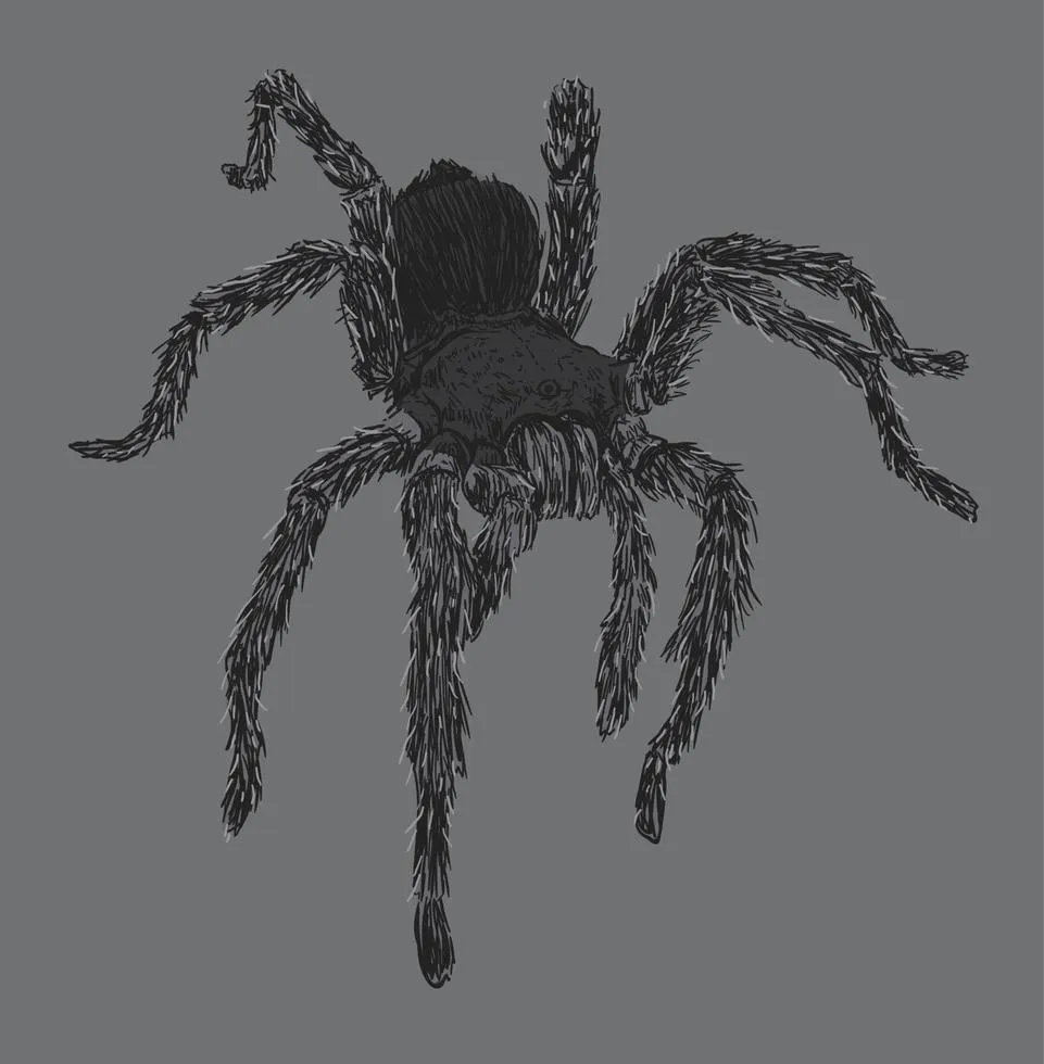 19567 tarantula drawing legs
