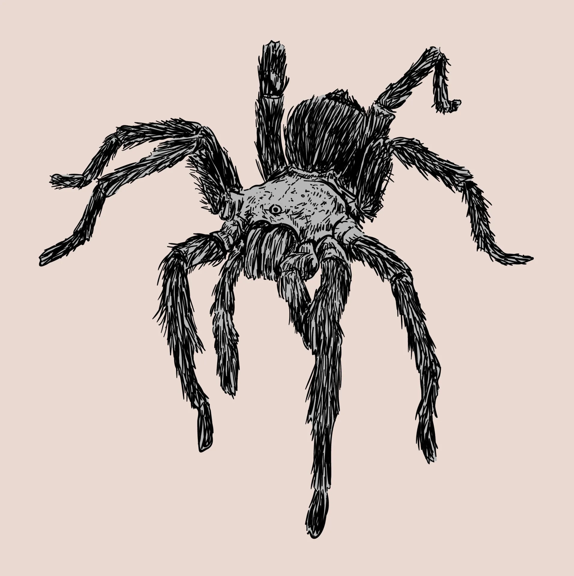 19567 tarantula drawing shading