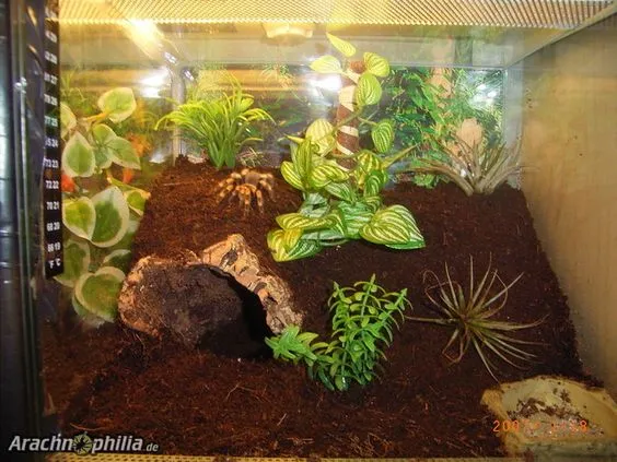 19569 burrowing tarantula