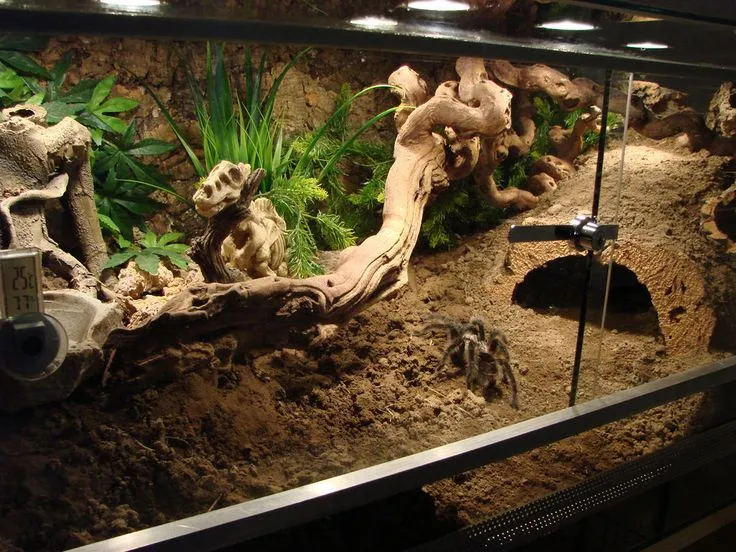 19569 desert tarantula