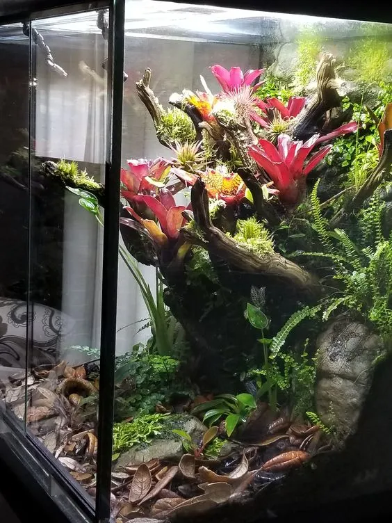 19569 grassland tarantula