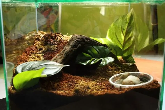 19569 subtropical tarantula