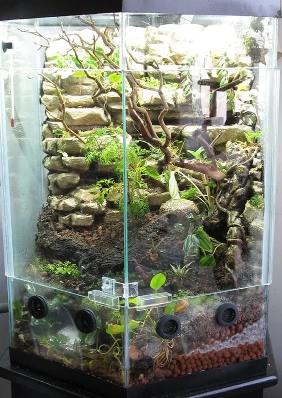 /img/19569-tarantula-conservation.webp