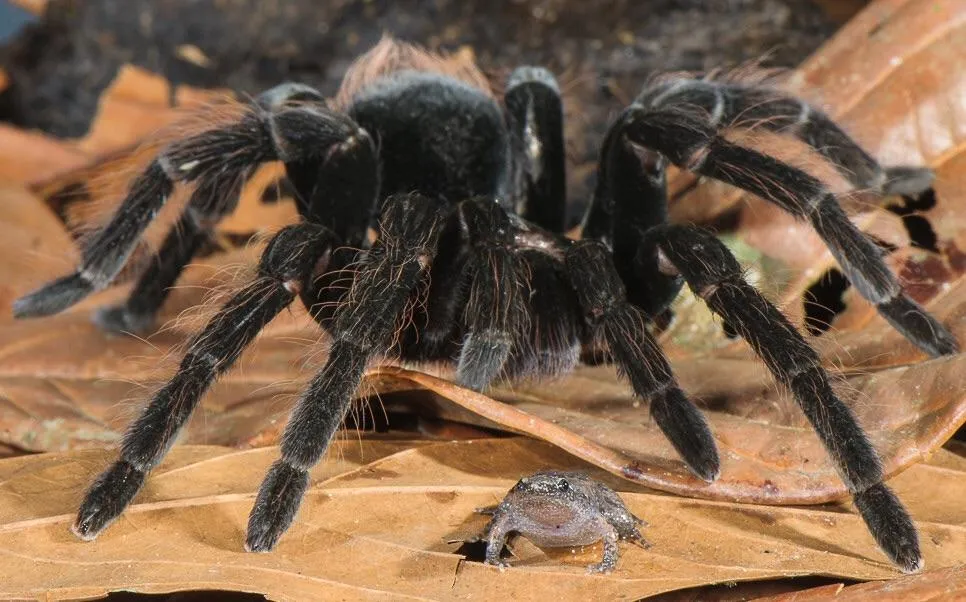 19574 tarantula frog close up