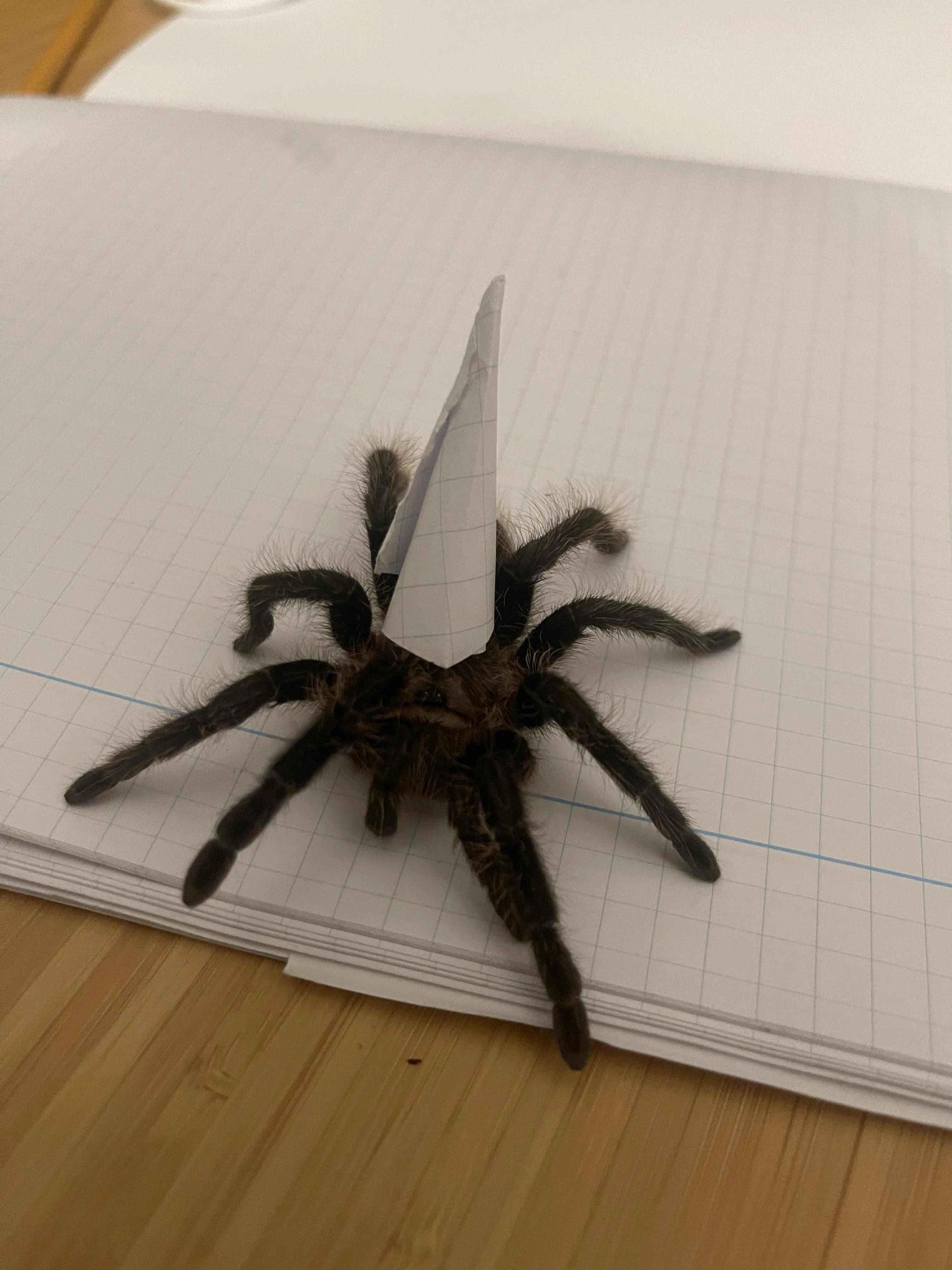 19574 tarantula frog eating