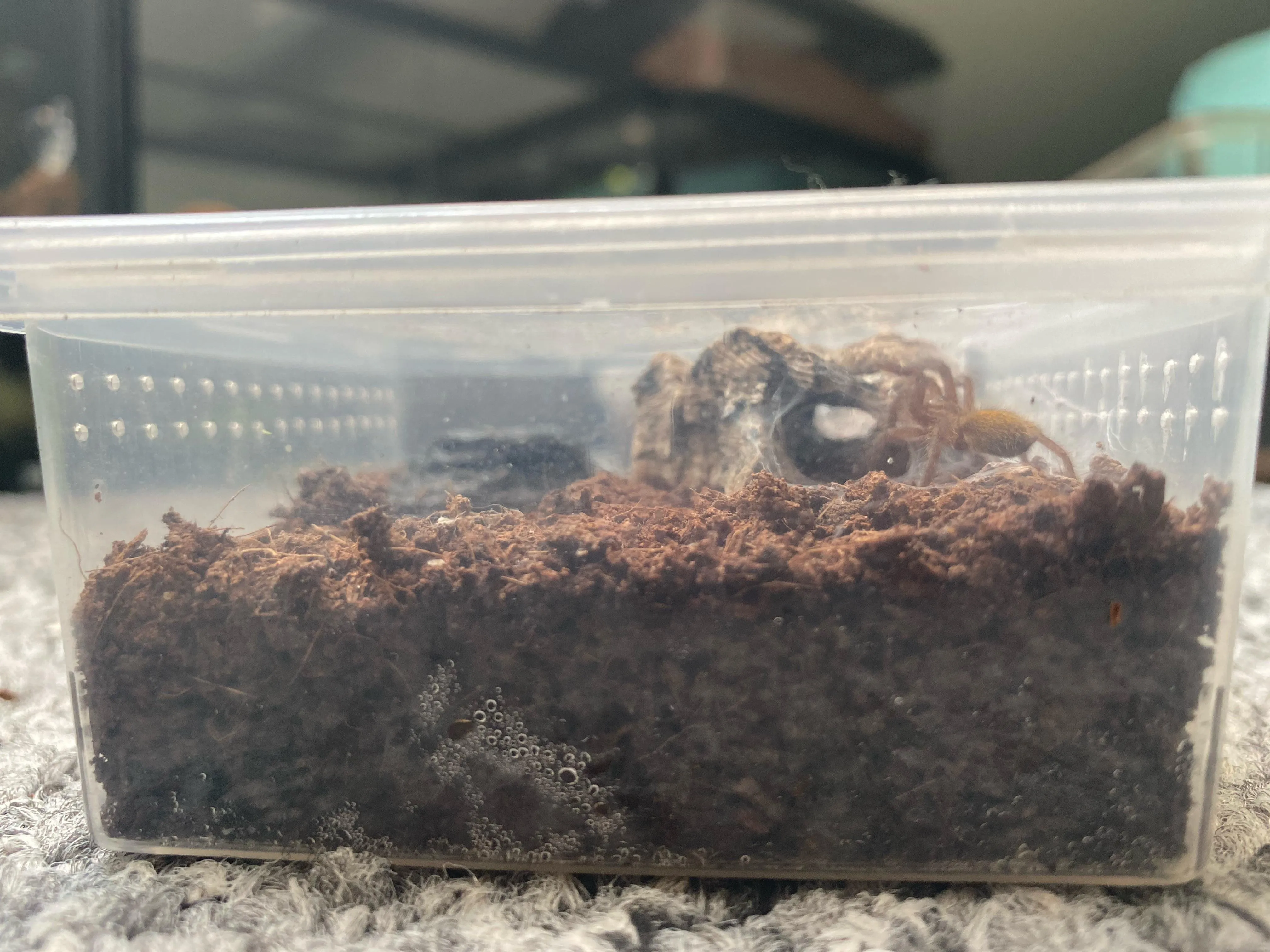 19574 tarantula frog feeding guide