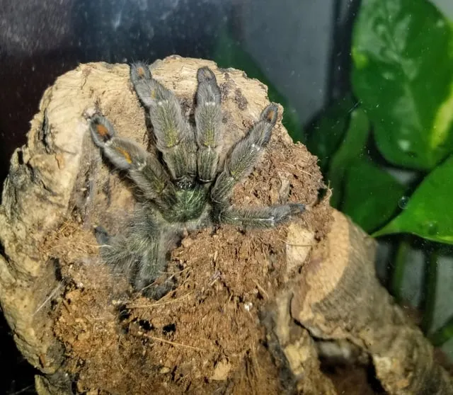 19574 tarantula frog in terrarium