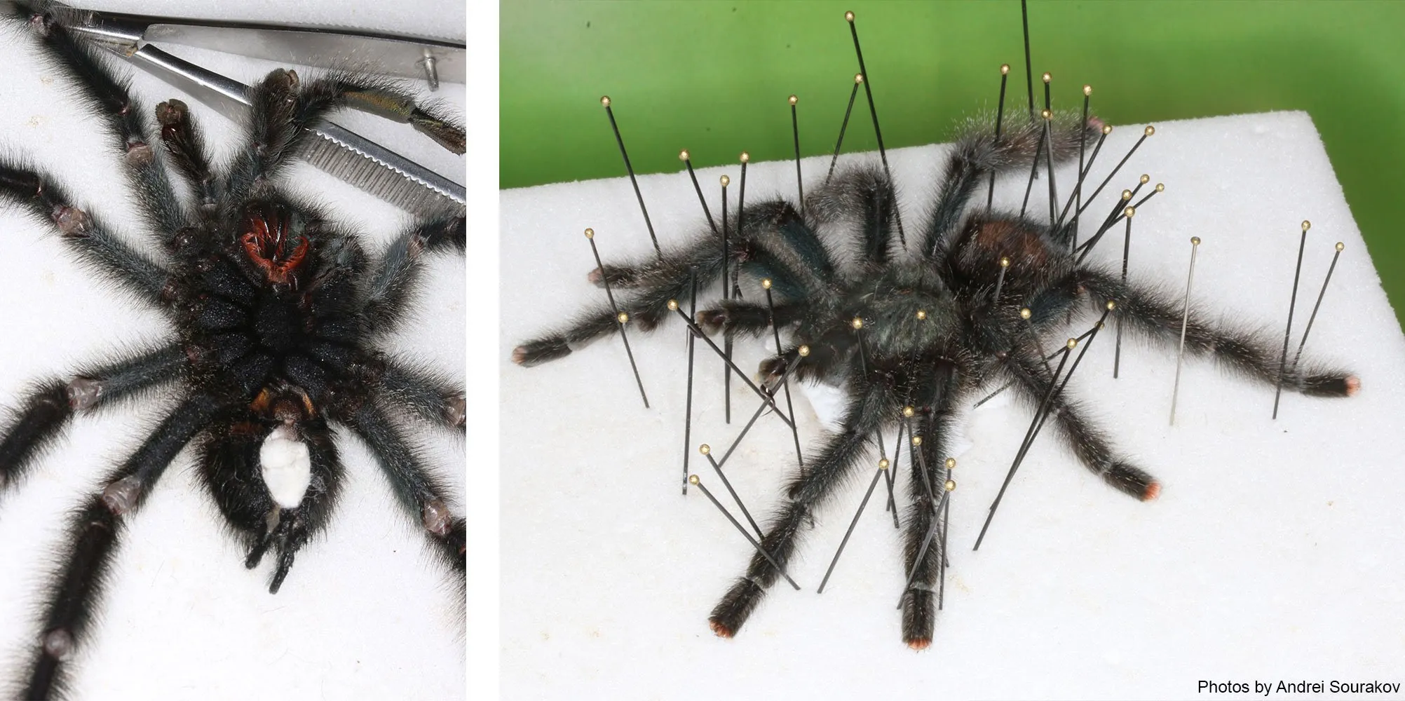 19576 health benefits of tarantula