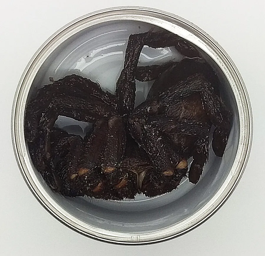 19576 preparing freeze dried tarantula